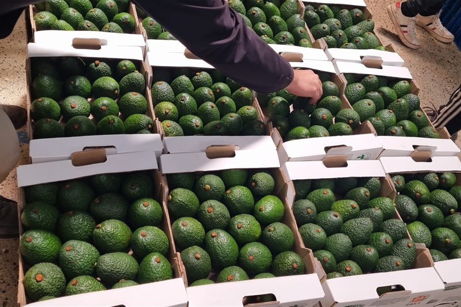 Avocado boxes