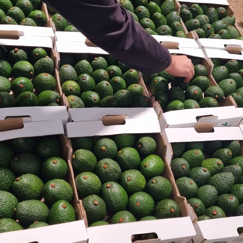 Avocado recipes