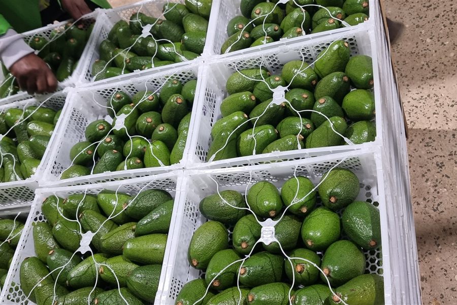 10 kg avocado box