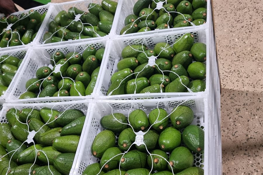 Our premium avocados