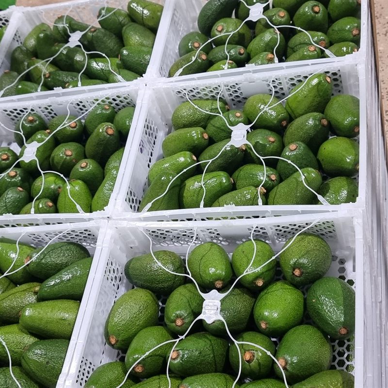 Avocado