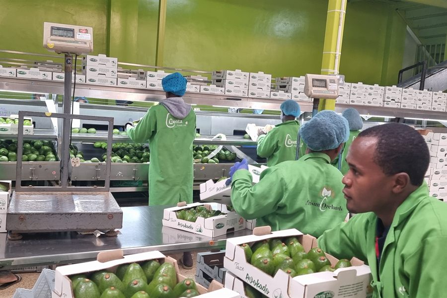 Let's talk avocados