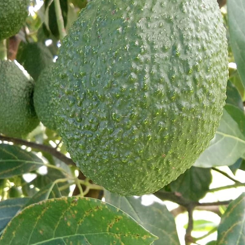 Avocado