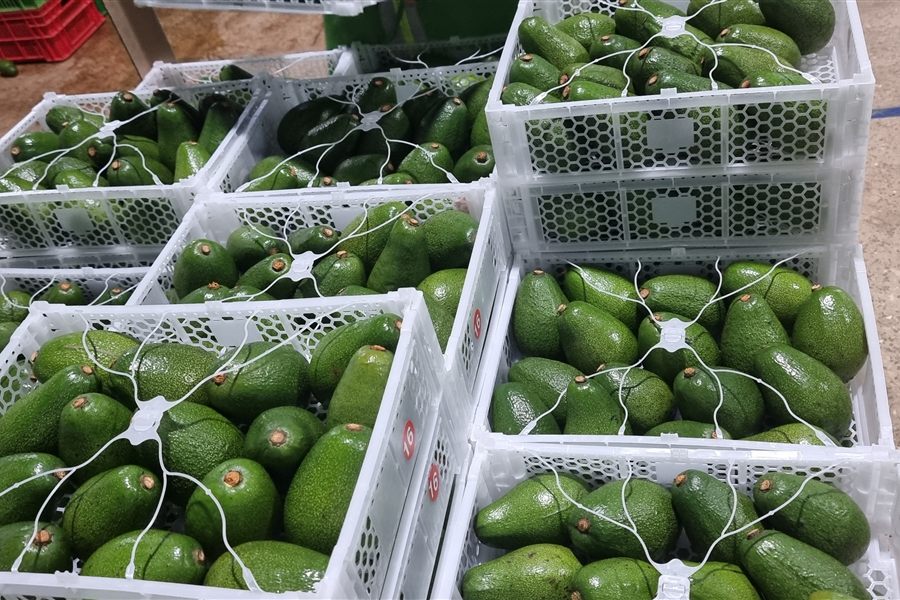 4 kg avocado box