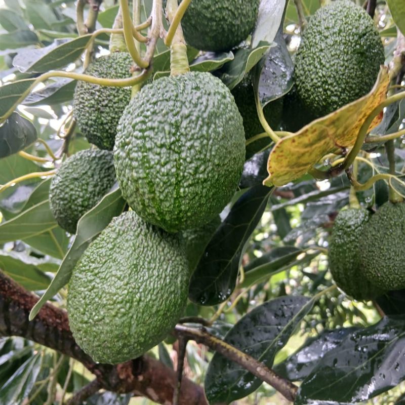 Growers harvesting